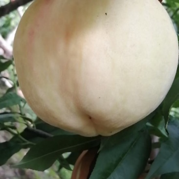 阳山水蜜桃