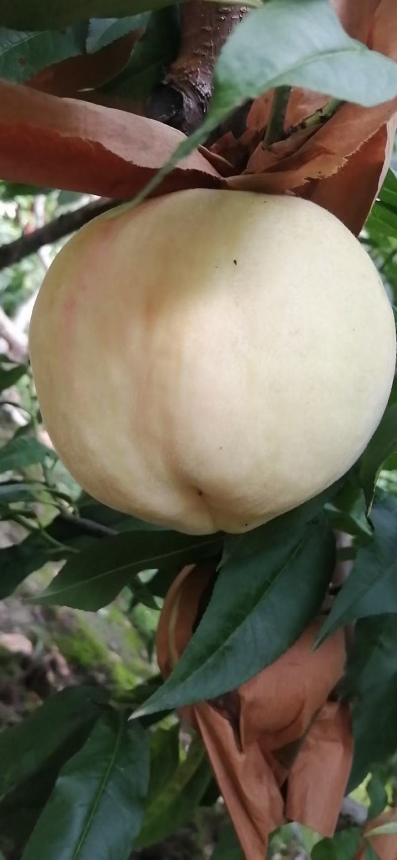 阳山水蜜桃