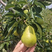 太婆梨