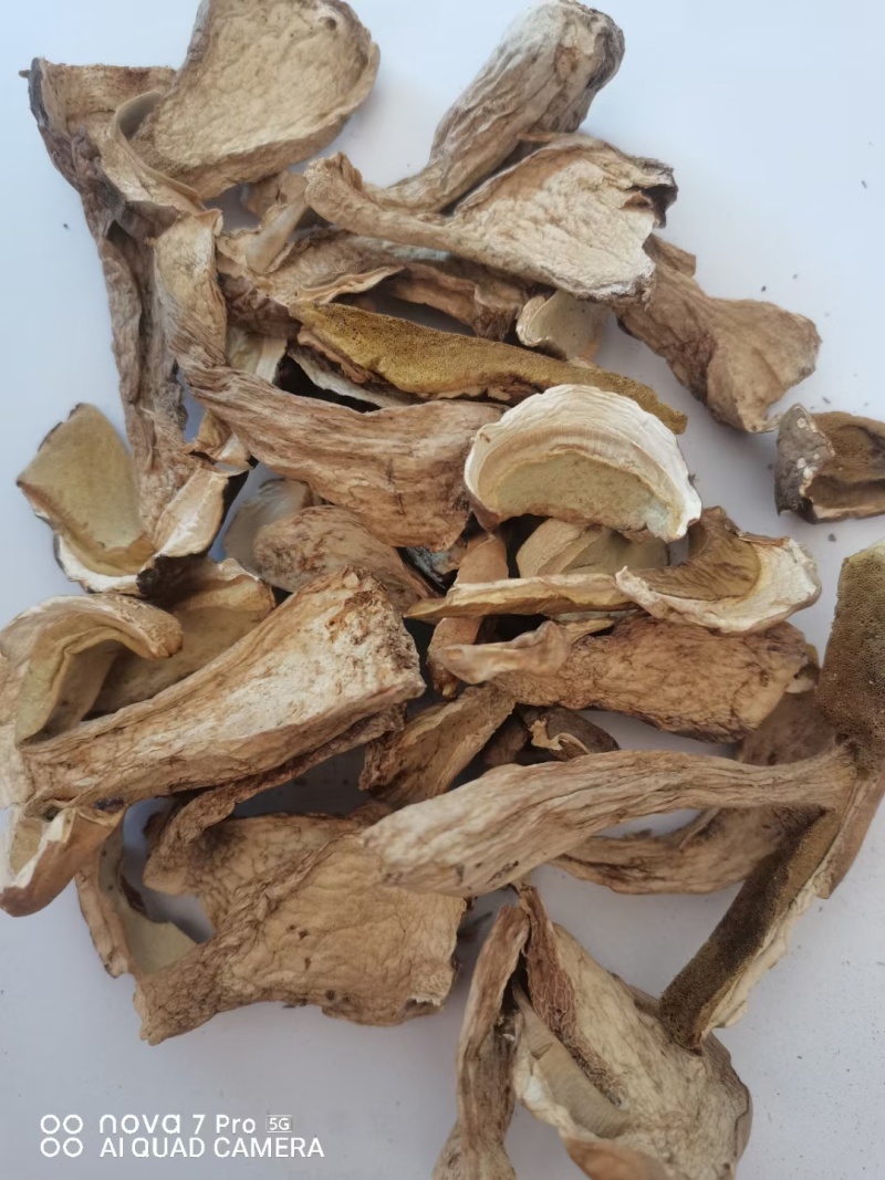 牛肝菌大腿菇野生新鲜嫩菇干货河南伏牛山产地直供