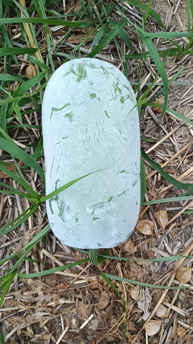 河南精品白皮冬瓜，产地一手货源，新鲜保质量大从优欢迎选购