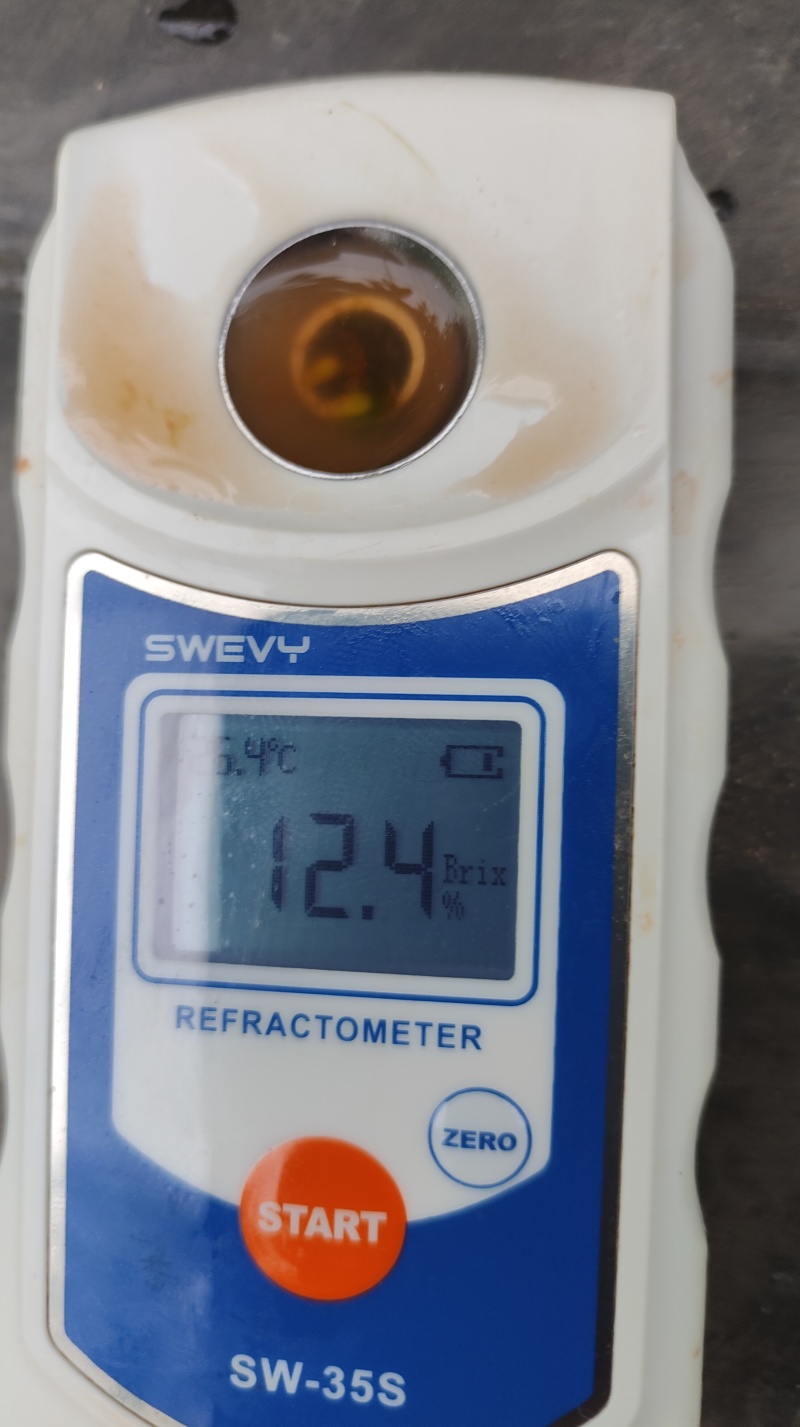 宁夏沙地紫龙番茄迷彩小番茄产地直发一手货源