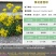黄花香雪球种子四季播蜜源植物花期长芳香花种籽阳台庭院花境