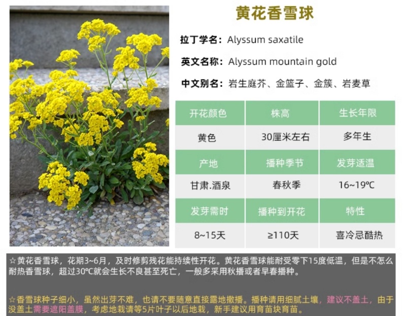 黄花香雪球种子四季播蜜源植物花期长芳香花种籽阳台庭院花境