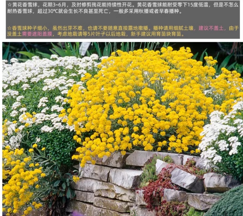 黄花香雪球种子四季播蜜源植物花期长芳香花种籽阳台庭院花境