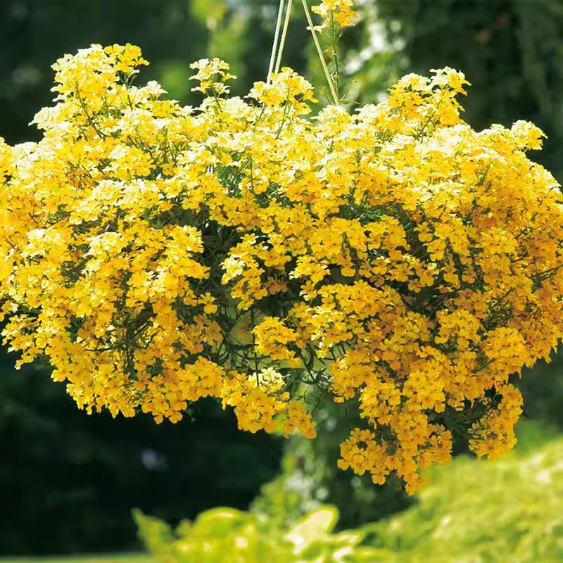 黄花香雪球种子四季播蜜源植物花期长芳香花种籽阳台庭院花境