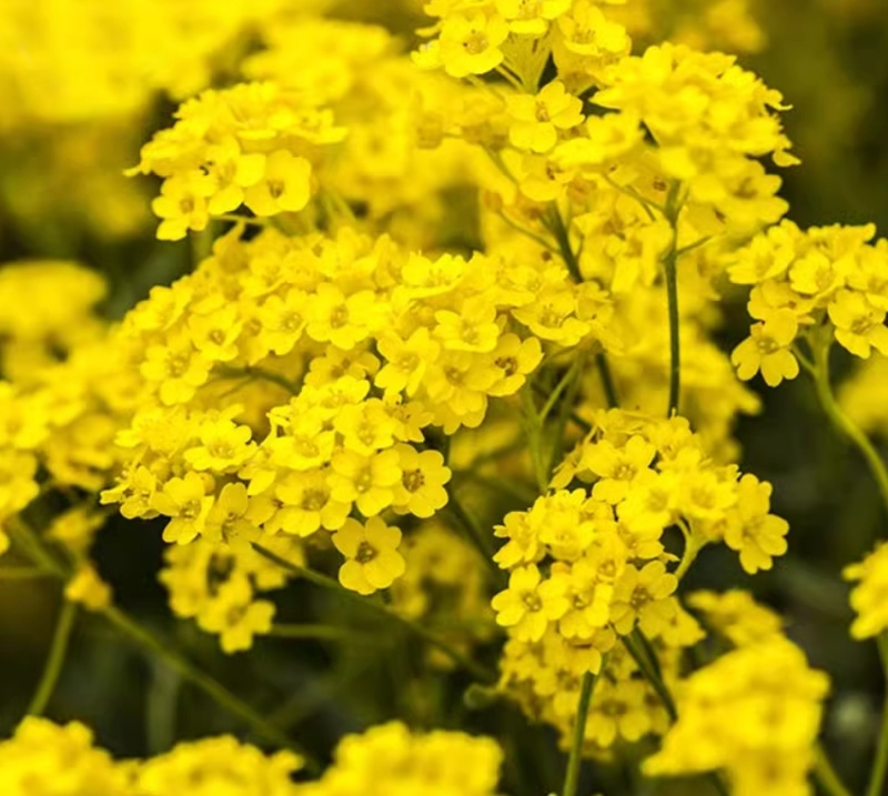 黄花香雪球种子四季播蜜源植物花期长芳香花种籽阳台庭院花境