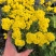 黄花香雪球种子四季播蜜源植物花期长芳香花种籽阳台庭院花境