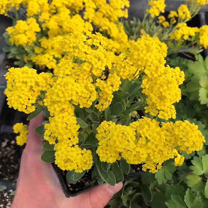黄花香雪球种子四季播蜜源植物花期长芳香花种籽阳台庭院花境
