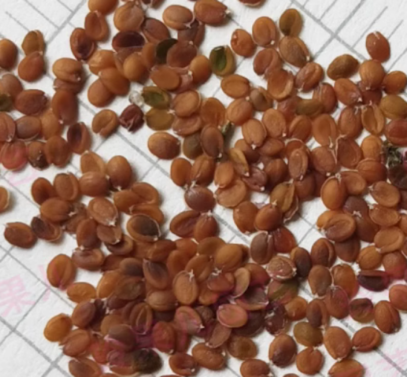 黄花香雪球种子四季播蜜源植物花期长芳香花种籽阳台庭院花境
