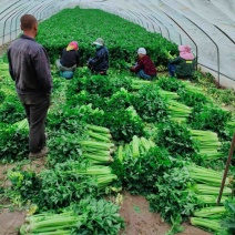 精品芹菜新鲜西芹大量上市产地一手货源商超品质