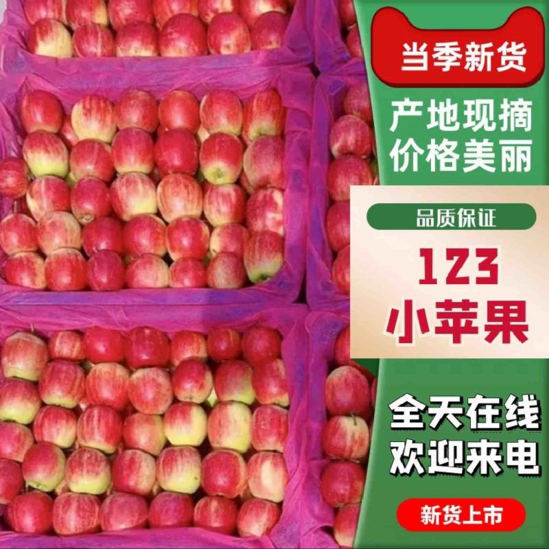 【123苹果】辽宁小苹果大量供货一手货源支持全国市场