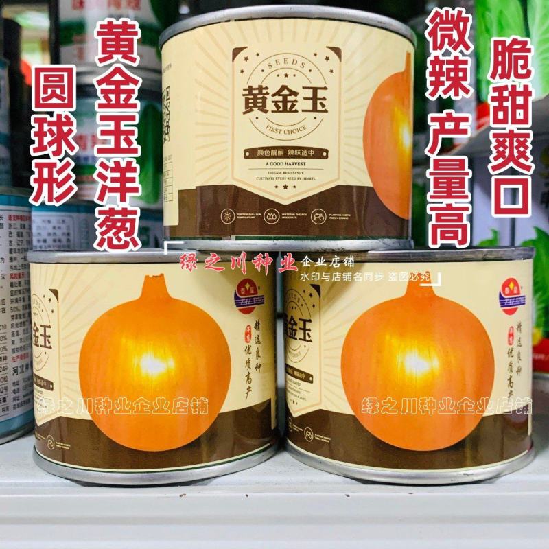 黄金玉洋葱种子黄皮洋葱种子辛辣味淡爽脆多汁光泽度好秋季