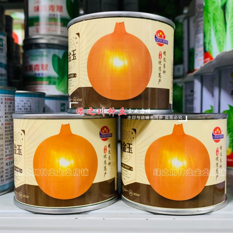 黄金玉洋葱种子黄皮洋葱种子辛辣味淡爽脆多汁光泽度好秋季