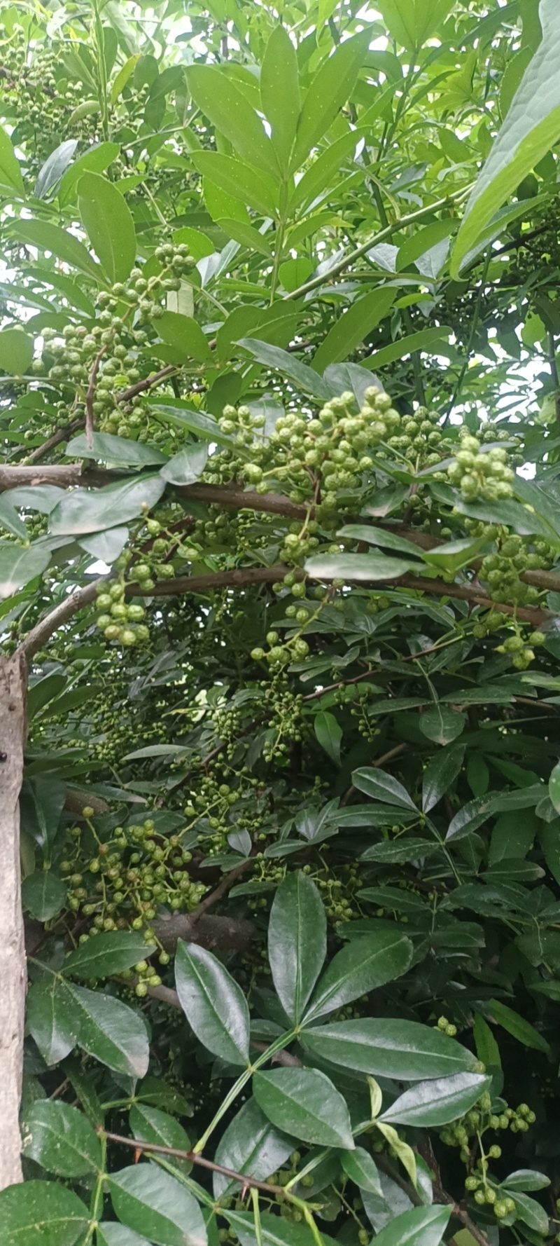 【麻辣风味】鲜香四溢的青花椒，火锅必备，品质保证，新鲜直供！