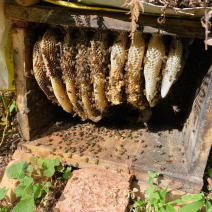 西双版纳野生蜂蜜