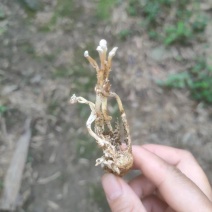 蝉花