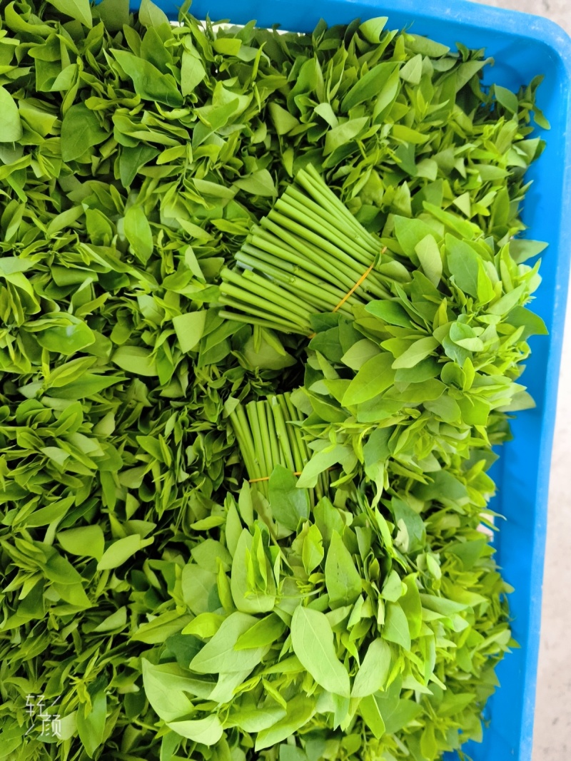 树仔菜