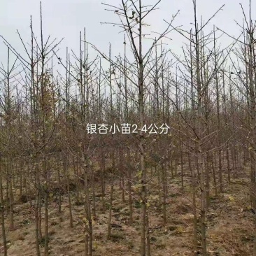 银杏