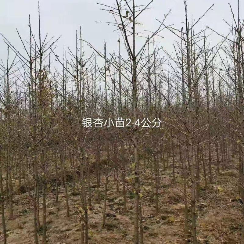 银杏