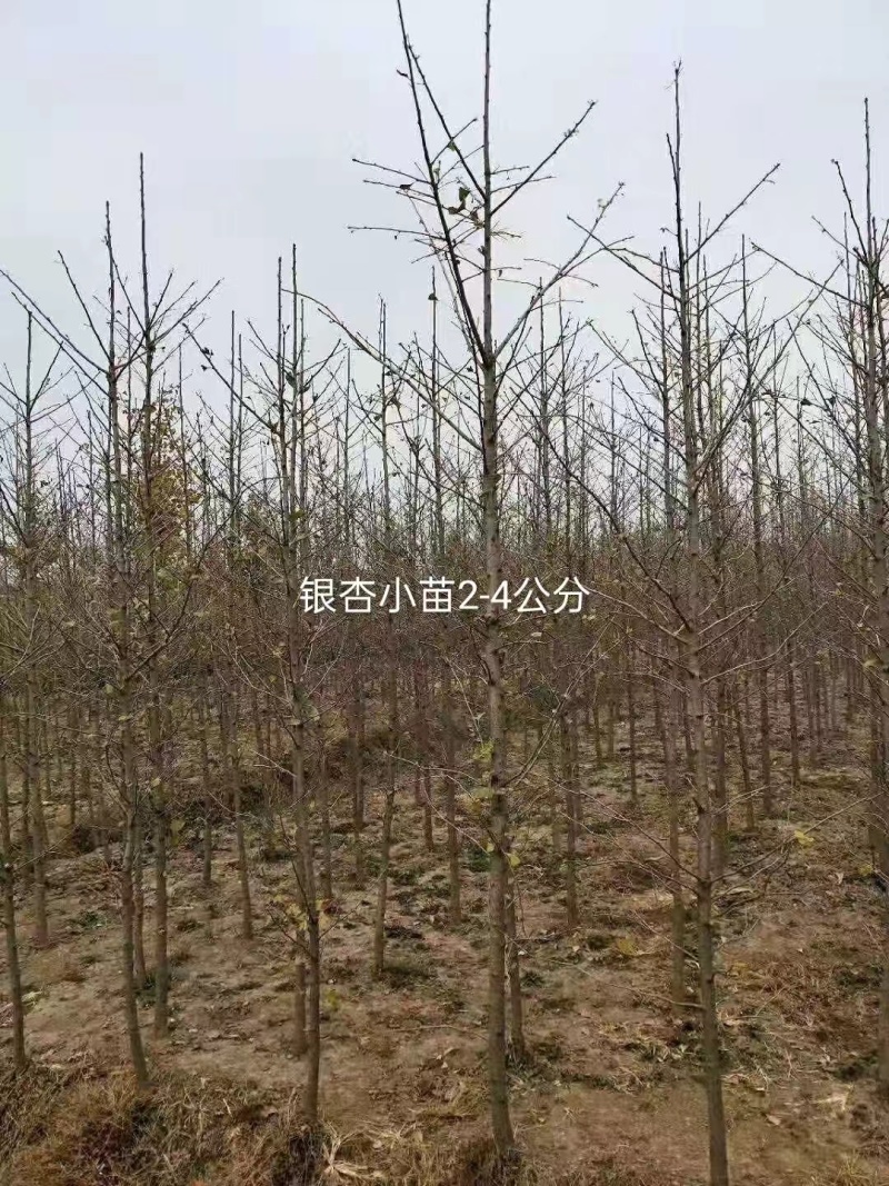 银杏