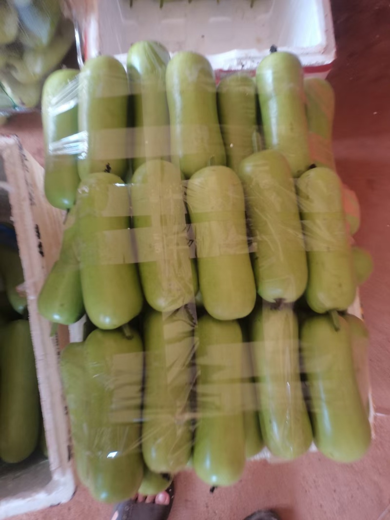 蒲瓜，胡子瓜，瓠瓜，福建蔬菜，整车发货，产区直发