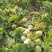 水洗芥菜头芥菜疙瘩日本光头芥菜无烂果无黑心无虫对接咸菜厂