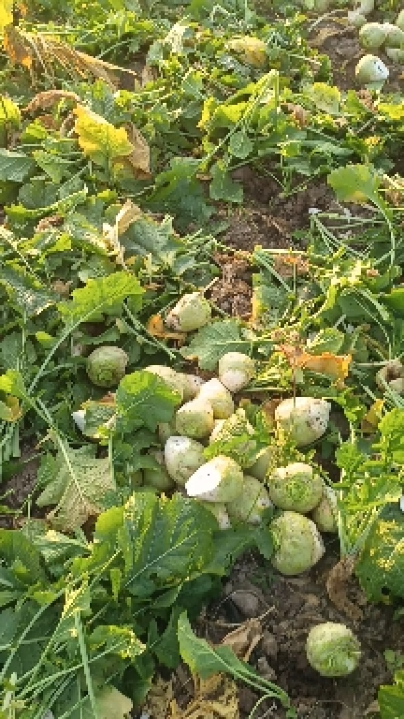水洗芥菜头芥菜疙瘩日本光头芥菜无烂果无黑心无虫对接咸菜厂
