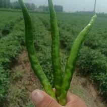 新鲜线椒