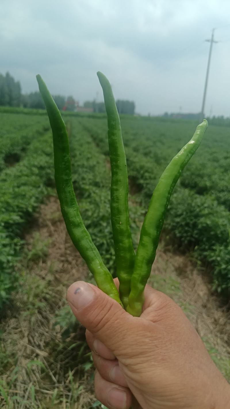 新鲜线椒