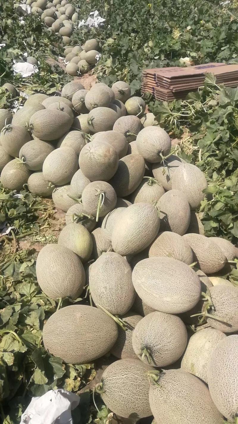 民勤西州蜜17号货源充足，量大从优，品质优良，诚信经营