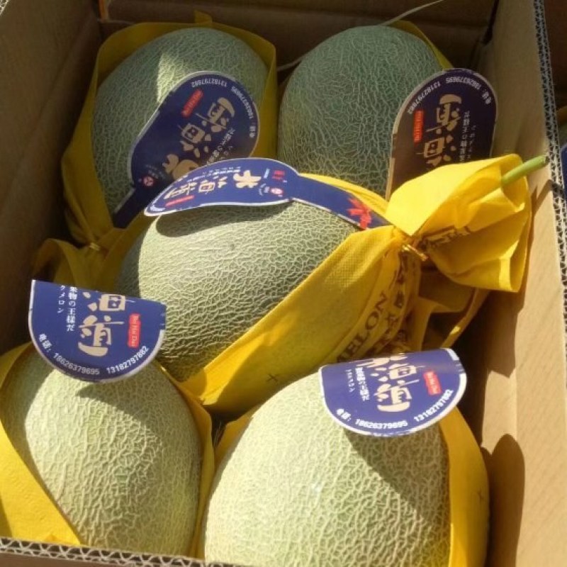 民勤西州蜜17号货源充足，量大从优，品质优良，诚信经营