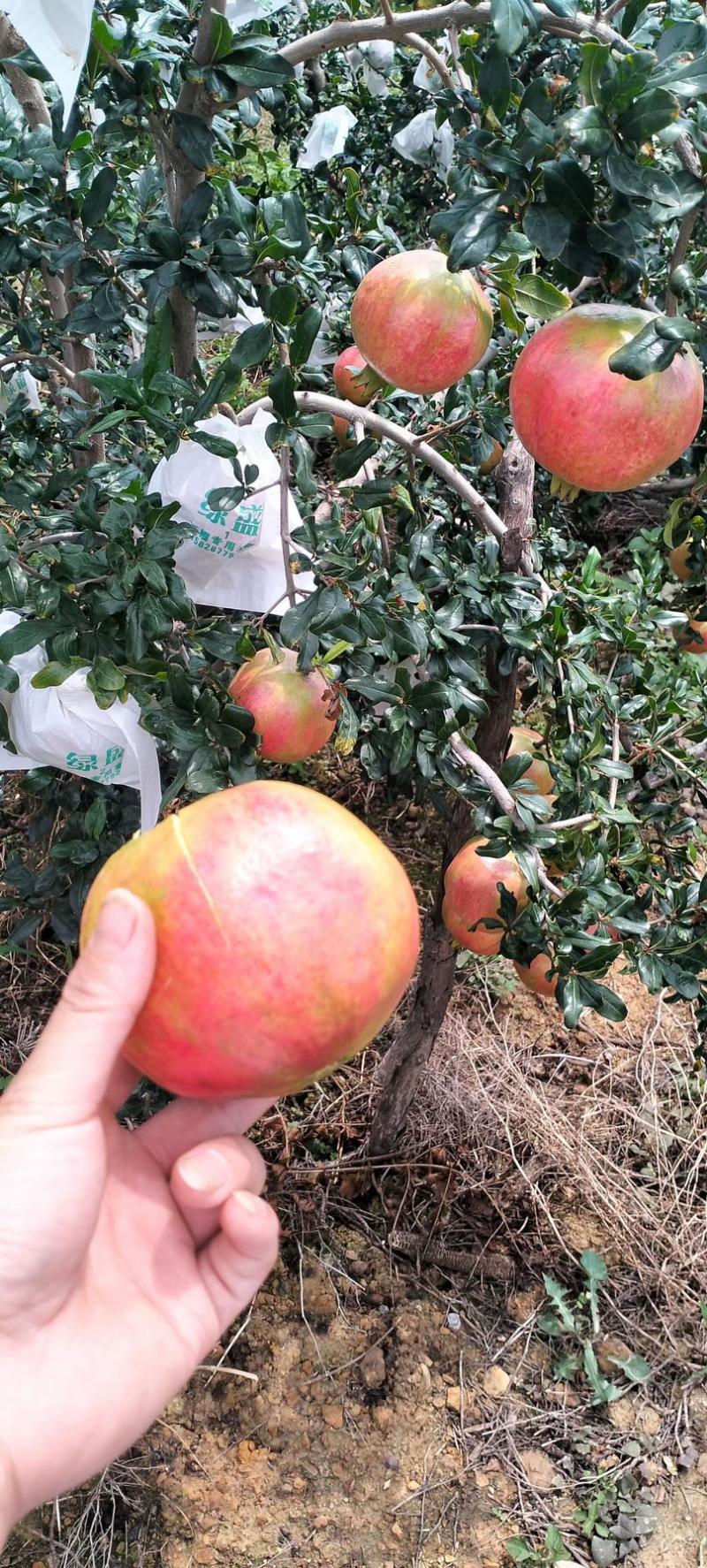 会理石榴电商货两块多点大量供应，有需要的欢迎咨询