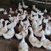 养15977羽淘汰老鸭，均7.4斤，还剩5701羽