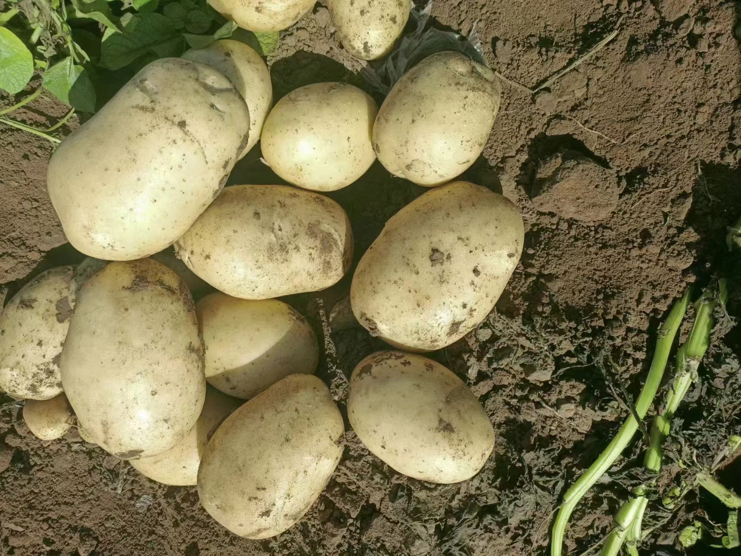 土豆与西兰花拼盘