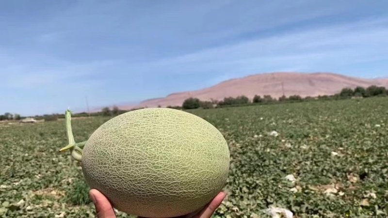 精品蜜瓜民勤西州蜜25号产地直发，现摘现发，量大从优