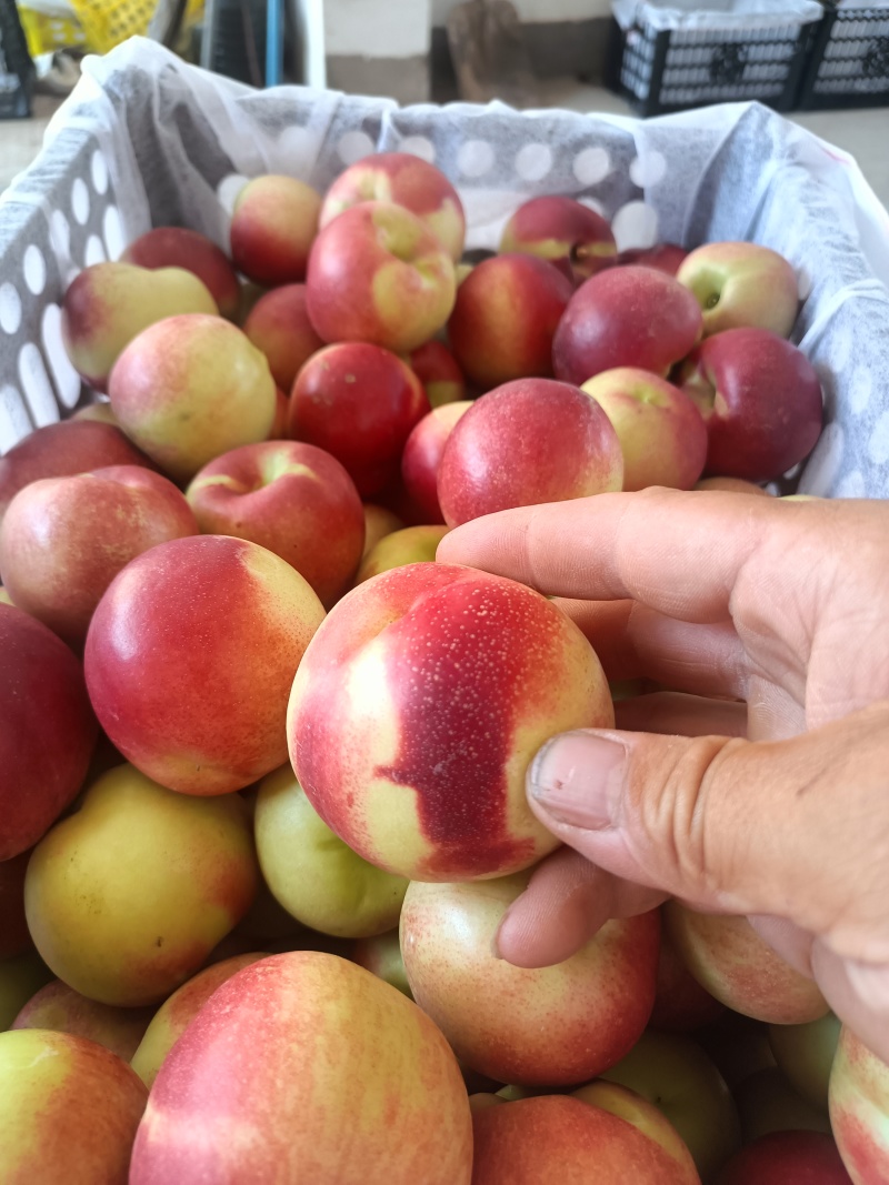 大荔精品珍珠栆蜜桃上市了对接电商市场等各类客户
