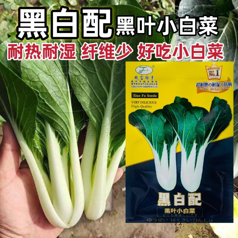 晓富黑白配小白菜种子四季黑叶小白菜种籽耐热耐湿蔬菜种子