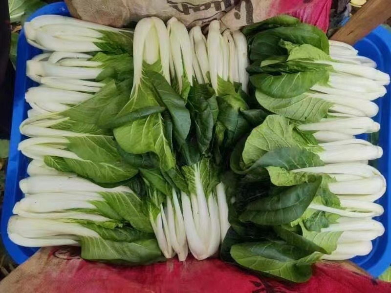 晓富黑白配小白菜种子四季黑叶小白菜种籽耐热耐湿蔬菜种子