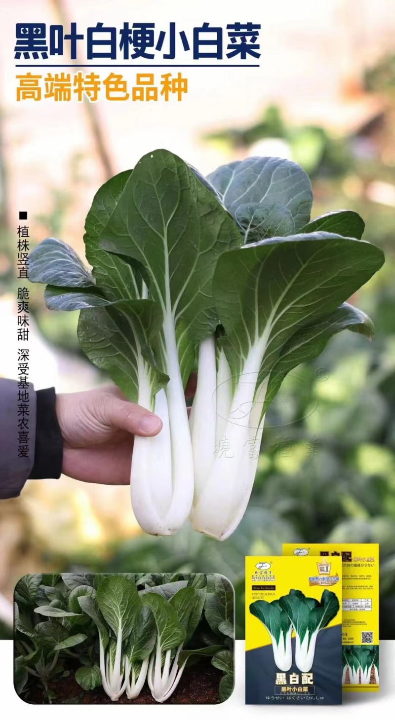 晓富黑白配小白菜种子四季黑叶小白菜种籽耐热耐湿蔬菜种子