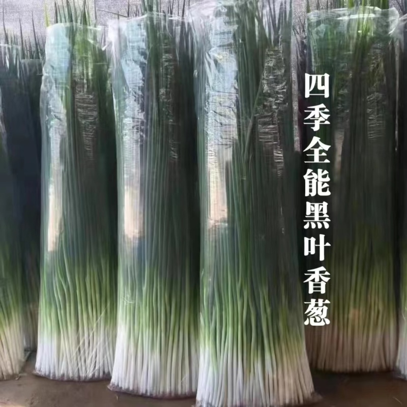 四季全能黑叶香葱种子四季小香葱种子抗病抗倒耐寒耐热钢葱种