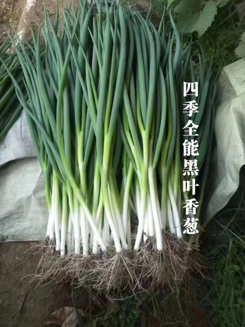 四季全能黑叶香葱种子四季小香葱种子抗病抗倒耐寒耐热钢葱种