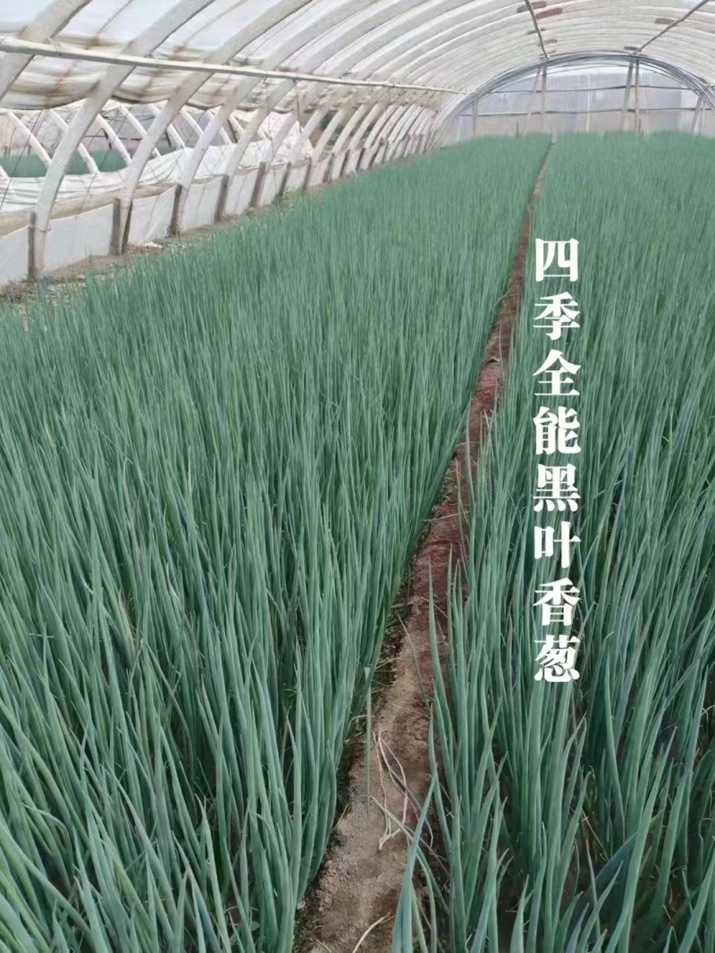 四季全能黑叶香葱种子四季小香葱种子抗病抗倒耐寒耐热钢葱种