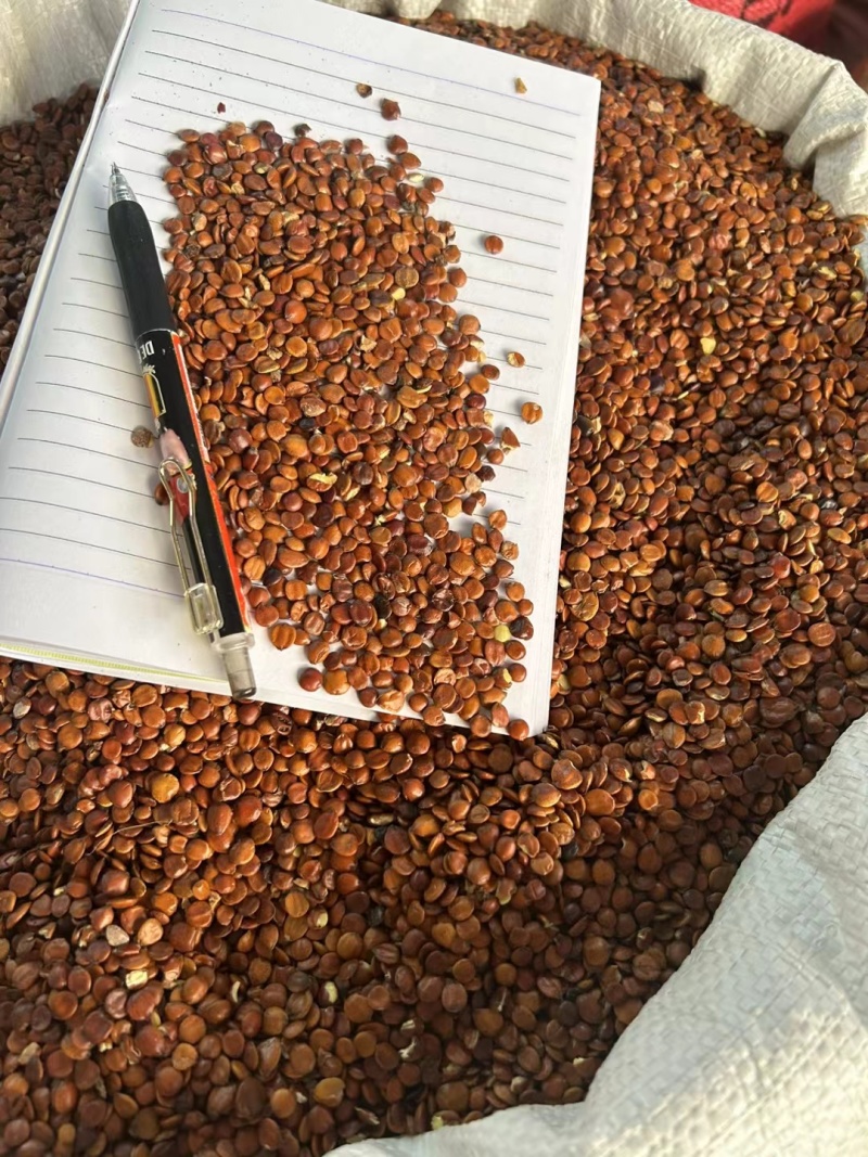 枣仁进口干净无杂质新货颜色好十年信誉广州店