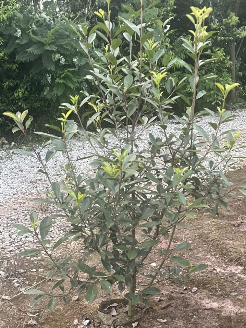 红叶石楠袋苗