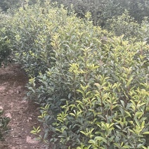红叶石楠袋苗