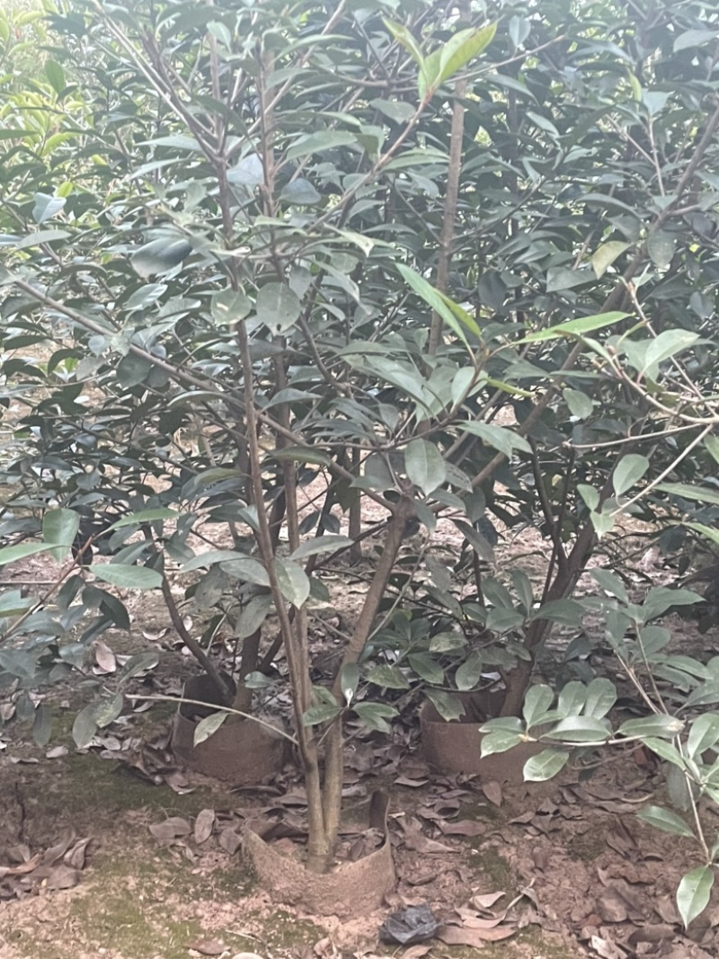 红叶石楠袋苗