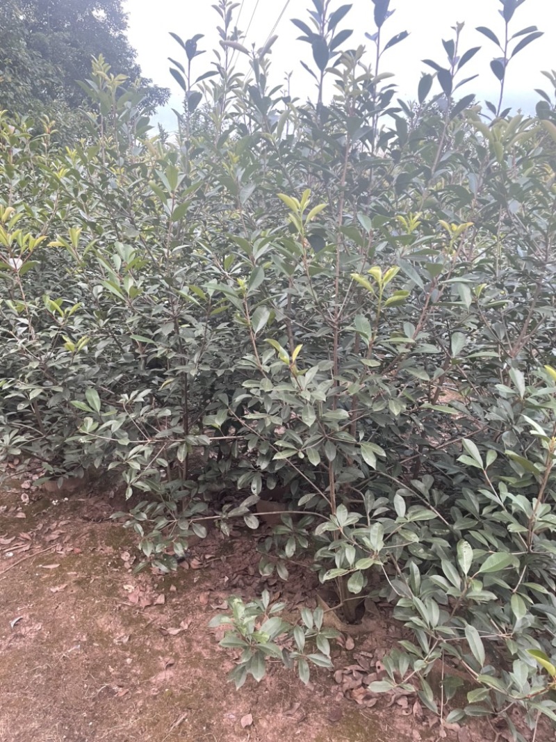 红叶石楠袋苗