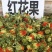 红花籽儿品质保证产地直发价格优惠实力商家欢迎