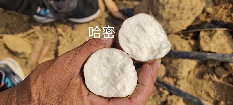 冰糖心哈密红薯保质保量量大从优一条龙服务
